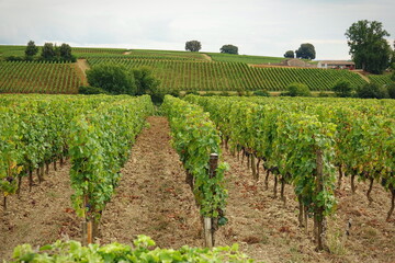 Vineyards of Saint Emilion, Bordeaux France.