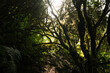 Rayos de sol del amanecer en un bosque verde de Islas Canarias