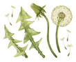 Watercolor illustration with vintage dandelion flowers, leaves, seed head. Taraxacum officinale isolated on white.