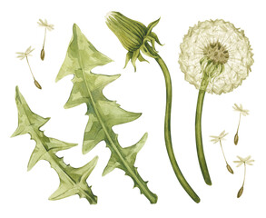 Watercolor illustration with vintage dandelion flowers, leaves, seed head. Taraxacum officinale isolated on white.