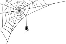 Linear Sketch Of A Corner Web With A Spider.Vector Graphics.