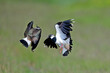 Northern lapwing // Kiebitz (Vanellus vanellus) 