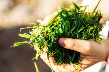 Cropped closeup human palms holding green fresh natural cut grass in sun, compost as eco fertilizer, organic plant for soil. Modern agriculture, ecological farming. Environmental care and conservation