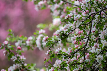 Wall Mural - pink and white crabapple tree blossoms and buds 7