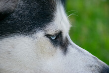 Close Up Portrait Of A Dog
