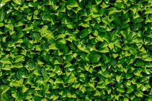 Selective Focus Of Green Leaves Of Prunus Laurocerasus In The Garden With Sunlight, Cherry Laurel Is An Evergreen Species Of Cherry, Leafs Texture Pattern, Nature Greenery Background.