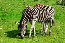 Plains Zebra Known As The Common Or Maneless Zebra, Equus Quagga Borensis Or Equus Burchellii - Kenya