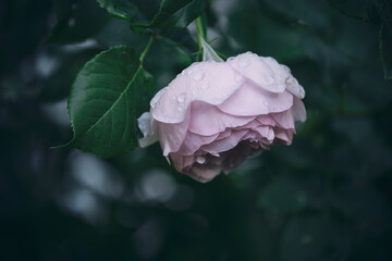 Wall Mural - tender rose in the garden. Vintage style. Soft focus.