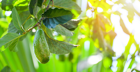 Sticker - avocado fruit hang on the avocado tree in the summer, fresh green avocado