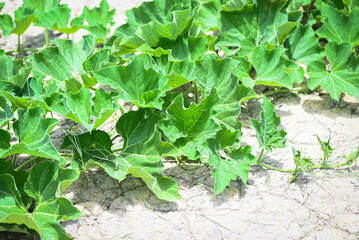 Wall Mural - Green vine of pumpkin plant tree growing on ground on organic vegetable garden agriculture farm , zucchini pumpkin
