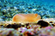 Vase sea squirt underwater scene into the Mediterranean sea - Ciona intestinalis