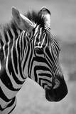 Fototapeta Konie - Brambleberry Tours Serengeti Safari 2021 - Serengeti, NgoroNgoro, Ndutu - East African Wildlife