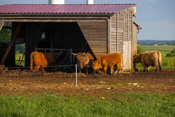 Wall Mural - Scottish cows Highland breed.Red cows in a paddock near the barn in the rays of the setting sun.Furry highland cows graze on the green meadow.