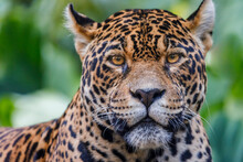 Jaguar Looking At Camera In Pantanal, Brazil