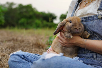 Wall Mural - young adorable bunny being hug, rabbit shepherd woman with a brown rabbit in farm in the country