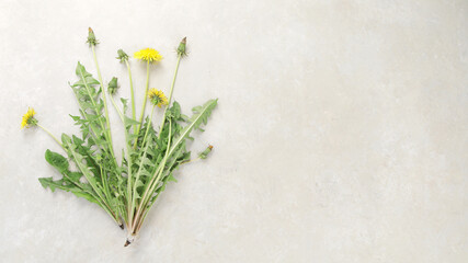 Wall Mural - Fresh dandelion on light background.