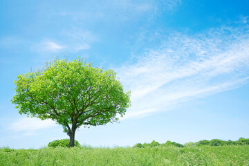 Poster - 一本の木がある野原の風景