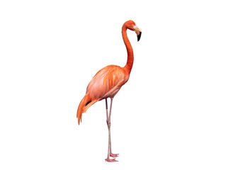 Sticker - flamingo isolated on white background