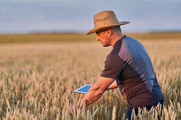 Wall Mural - Farmer with a tablet in a wheat field