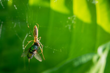 Spider Eating A Fly With Web In Hosta Long Jawed Orb Weaver