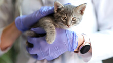 Female Doctor Veterinarian Holding Small Kitten In Hands