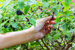 female hand collects honeyberry. woman collects tasty healthy blue berry from a bush selective focus