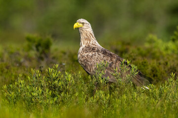 Poster - White-tailed eagle in the bog landscape at summer, forest in the background