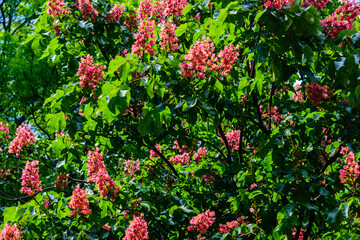 Wall Mural - Red horse chestnut (Aesculus carnea) blossoming at spring