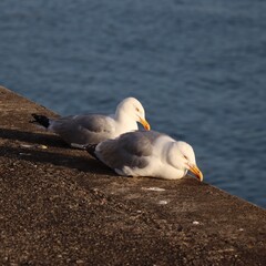 Wall Mural - A couple of seagulls on the pier