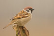 Mazurek, Tree sparrow (Passer montanus)