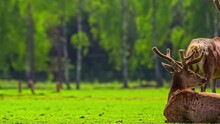 Motion Timelapse Of A Herd Of Red Deer Stags On The Field. Close Up