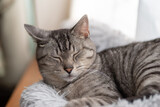 Fototapeta Koty - 眠る猫　サバトラ猫