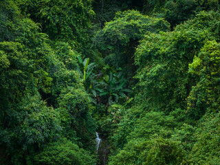Wall Mural - Aerial view of beautiful tropical forest mountain landscape