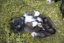Monthly Puppies Of The American Akita. American Akita Cute Puppy Outside In The Sunlight. Cute Small Puppy