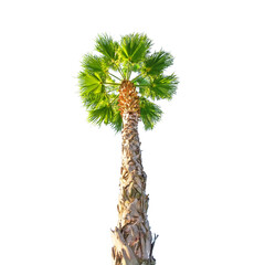 Green beautiful Washingtonia robusta filifera palm tree isolated on white background. Look up view.