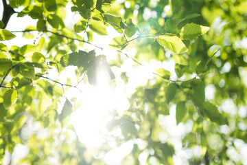 Upward glance to sun rays shines through forest trees. Scattered sunlight that filters through green elm leaves. Sunny summer nature background with sunshine radiant bokeh. Japanese Komorebi concept