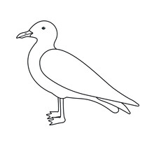 Vector Hand Drawn Flat Seagull Isolated On White Background