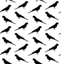 Vector Seamless Pattern Of Hand Drawn Indian Ringneck Parrot Silhouette Isolated On White Background