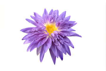 Wall Mural - Close up of  beautiful purple water lily blooming isolated on white