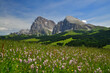 Eine idyllische Alpenlandschaft auf der Seiser Alm in den Südtiroler Dolomiten. Über blühende Wiesen und Wälder sieht man den Lang- und Plattkofel bei blauem Himmel.