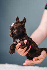 Cute and curious brown Yorkshire Terrier posing on blue studio background in human hands.