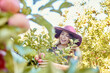 © Jade M/peopleimages.com - Young joyful woman picking apples from a tree. Cheerful female grabbing fruits in an orchard during harvest season Fresh red apples growing on a farmland. Farmer harvesting fruit from trees on a farm