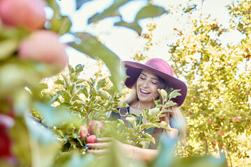 Wall Mural - Young joyful woman picking apples from a tree. Cheerful female grabbing fruits in an orchard during harvest season Fresh red apples growing on a farmland. Farmer harvesting fruit from trees on a farm