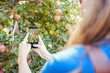 © Jade M/peopleimages.com - Closeup of device screen zoomed on apples growing on fruit tree. Female farmer taking picture of ripe pink apple on fruit orchard using smartphone. Fresh fruit produce growing in a field on farmland