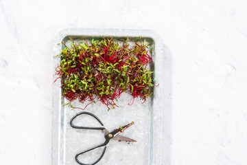 Wall Mural - Radish microgreens