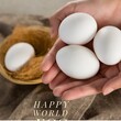 © vectorfusionart - Cropped hands of caucasian woman holding white raw eggs and happy world egg day text