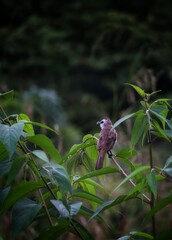 Wall Mural - yellow vented bulbul on a tree