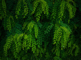 Green acacia leaves background