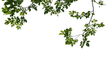 green tree branch isolated on white background
