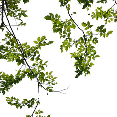 Green tree branch isolated on white background